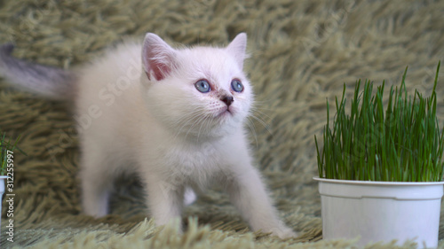 Cool little kitten isolated on green background