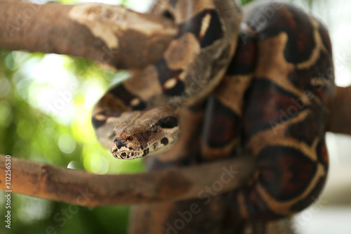 Brown boa constrictor on tree branch outdoors