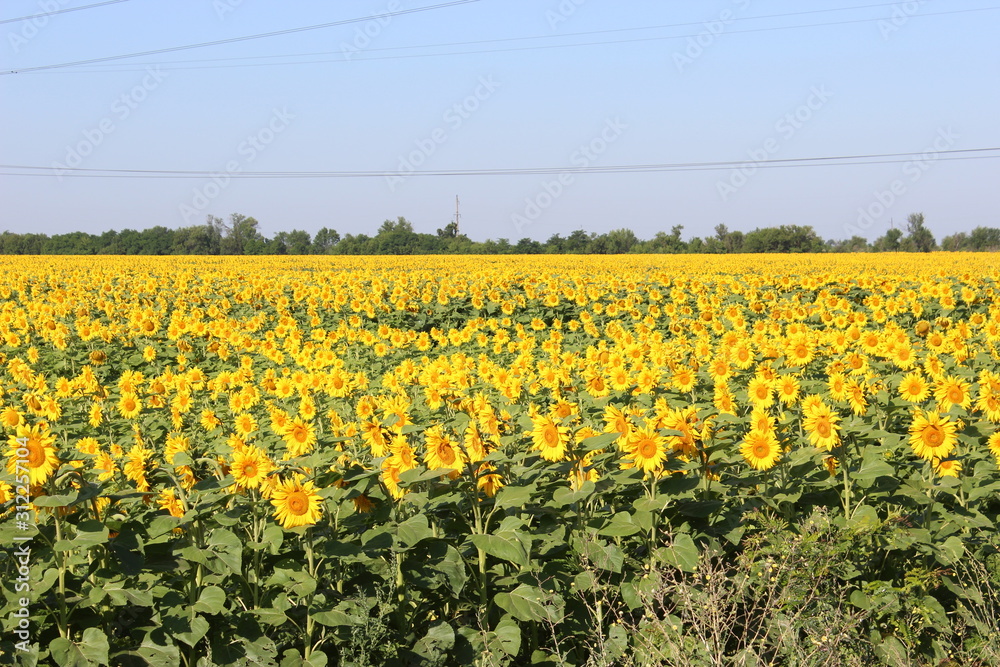 Fototapeta premium field of yellow rape