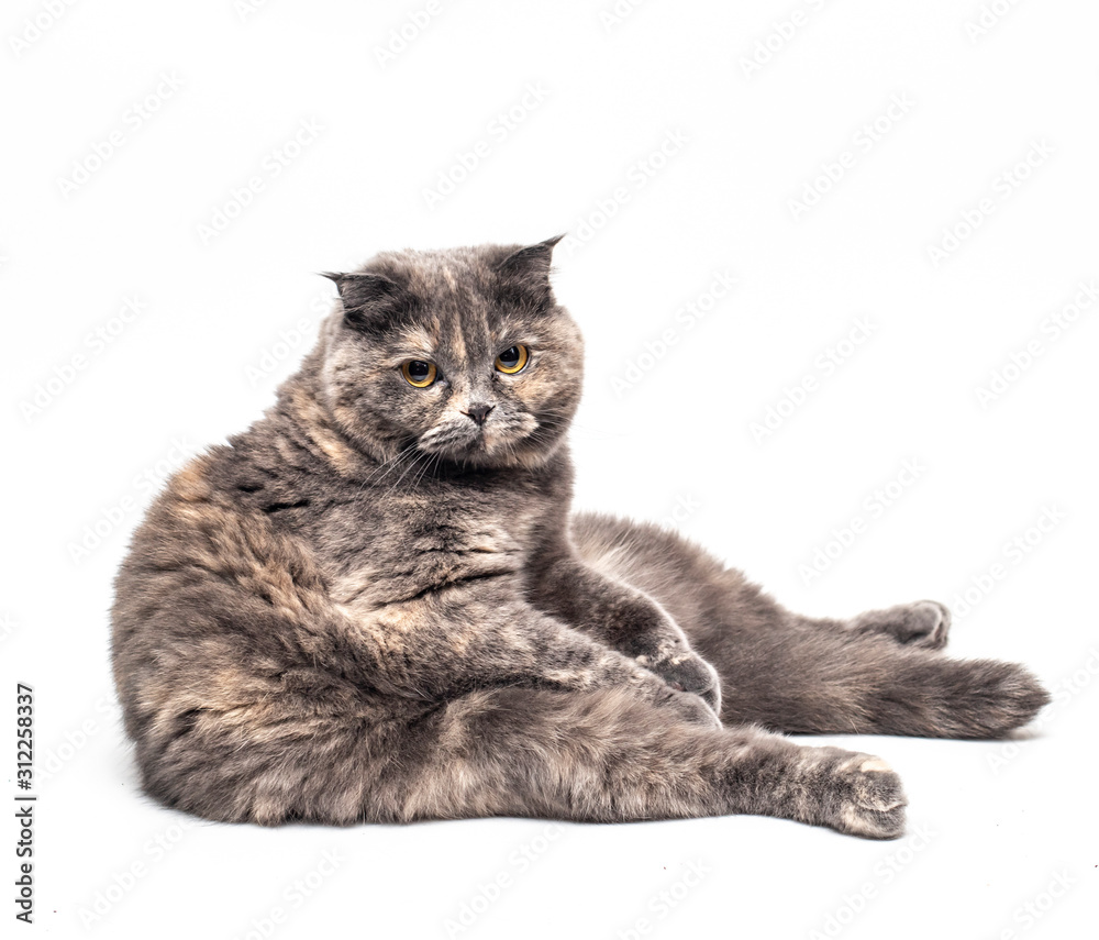 A grey cute british shorthair cat sitting funny isolated on white