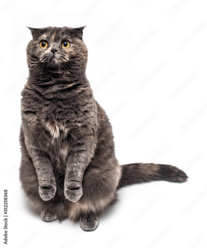 A cute british shorthair cat sitting isolated on white looking up