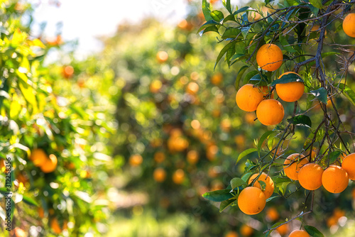 Orange garden in sunlight with ripe orange fruits on the sunny trees and fresh green leaves. Mediterranean natural agricultural background