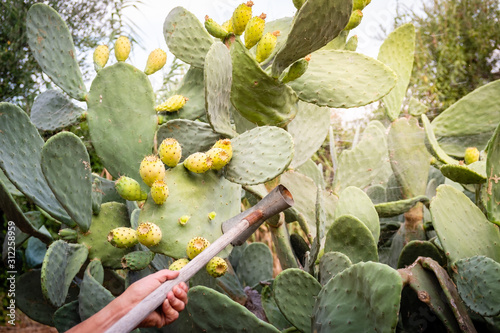 Picking prickly pears in traditional way. Apulia region, Italy