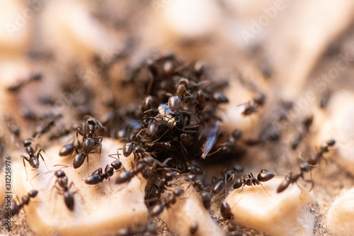 A group of ants dismembering a dead bee © Alona