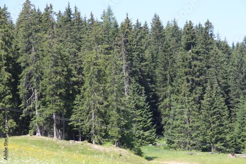 Forest in summer with pines, beeches and fir in Bolzen, Trentino Alto Adige, Italy photo