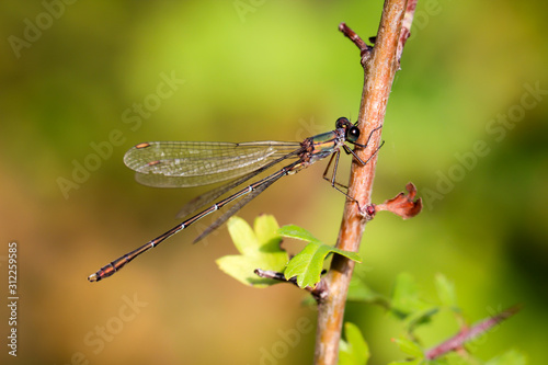 Libelle, Prachtlibelle oder Kleinlibelle im Herbst