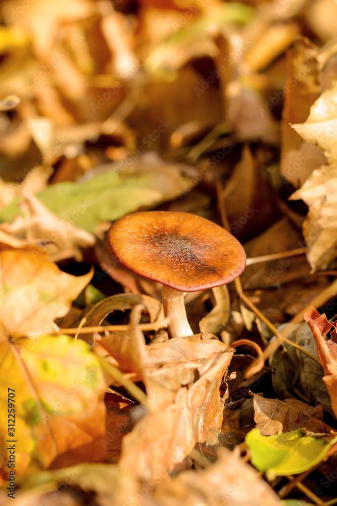 Pilze im Wald, Essbar und ungenießbar, alles ist möglich Pilze im Wald, Essbar und ungenießbar, alles ist möglich