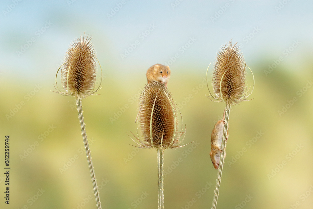 Harvest Mouse Harvest Mouse