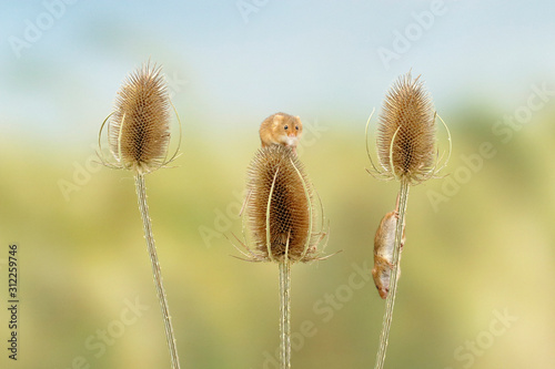 Harvest Mouse