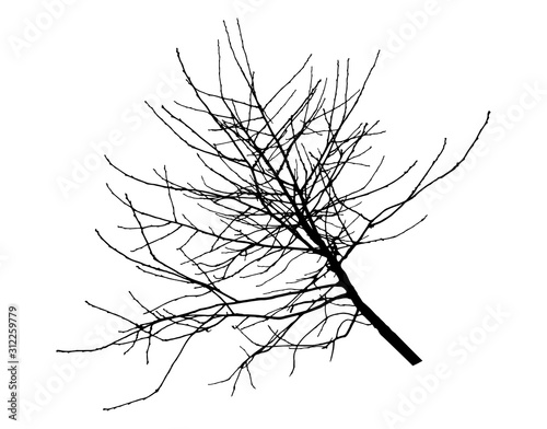 Fototapeta Cherry tree branch silhouette. Vector illustration.