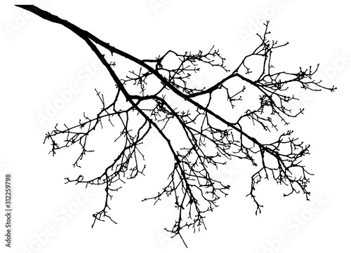 Bare branch of rowan tree silhouette. Vector illustration.