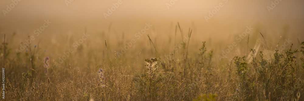 Obraz premium Grass on the meadow in the fog on a sunny morning.