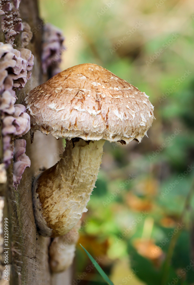 Pilze im Wald, Essbar und ungenießbar, alles ist möglich Pilze im Wald, Essbar und ungenießbar, alles ist möglich