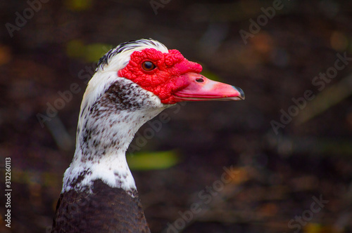 portrait of a duck