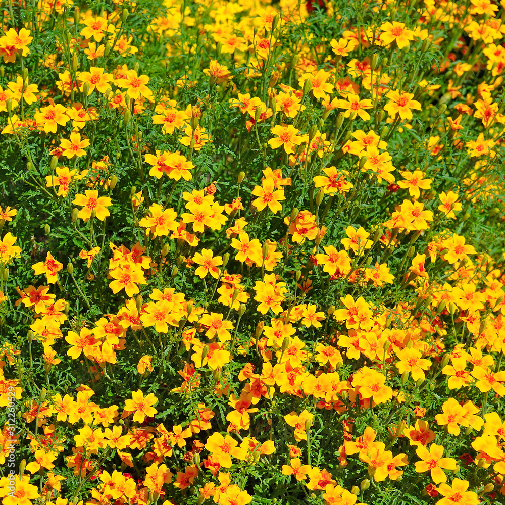 Flowerbed with yellow marigolds. Beautiful floral background.