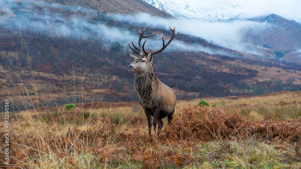 Obraz premium Monarch Of The Glen