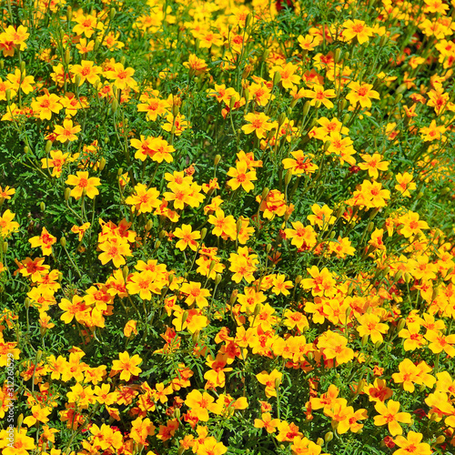 Flowerbed with yellow marigolds. Beautiful floral background.