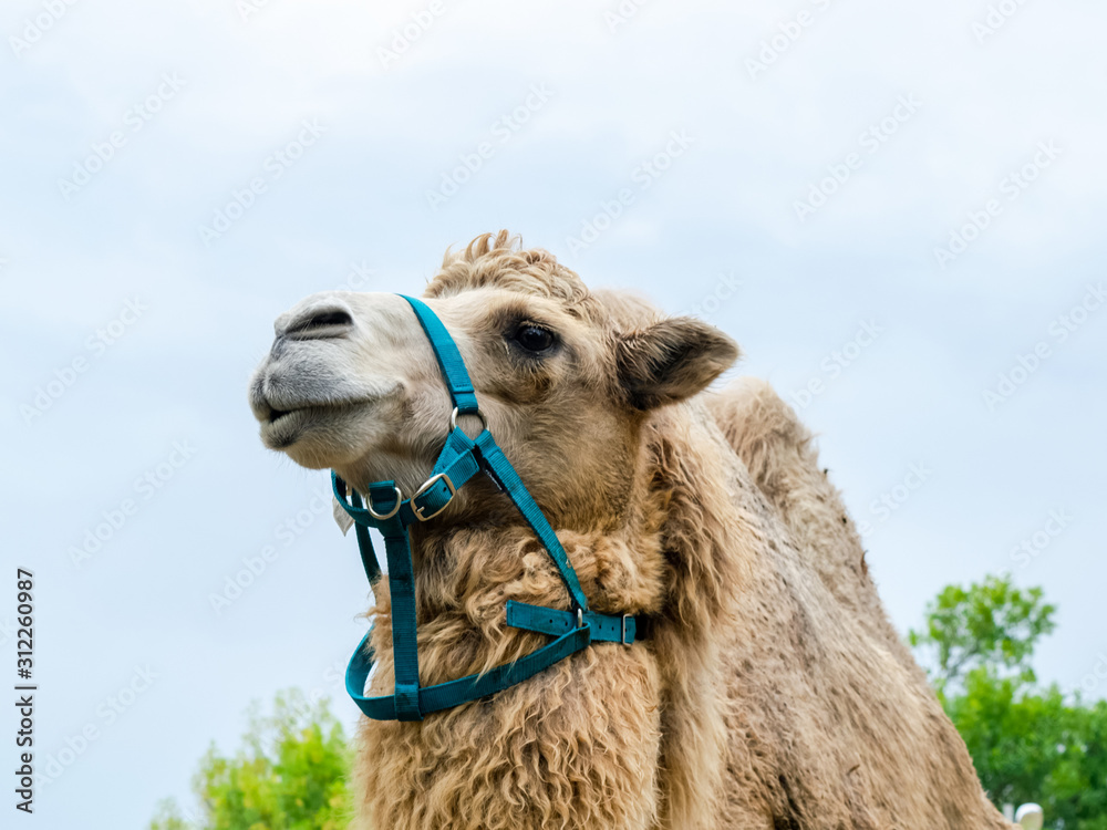 Obraz premium A two humped camel in the city park. Camel walking in the park