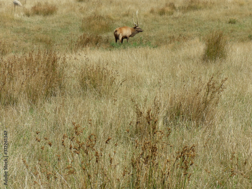 red deer red deer