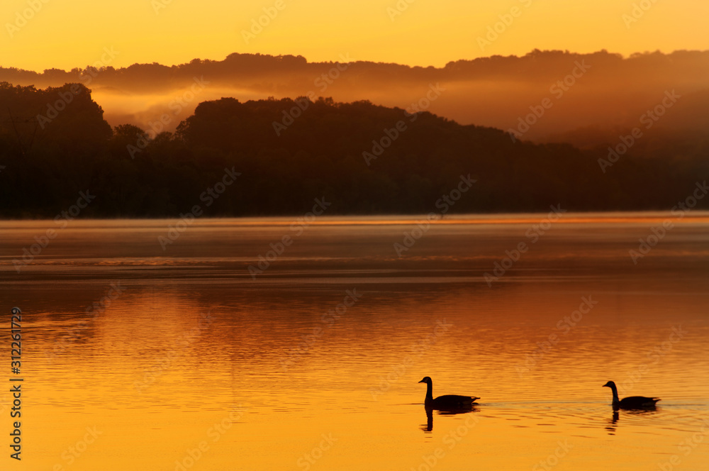 Fototapeta premium duck on lake at sunrise