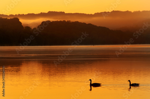 duck on lake at sunrise