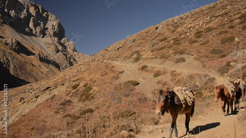 Horses in Mountains, Nepal