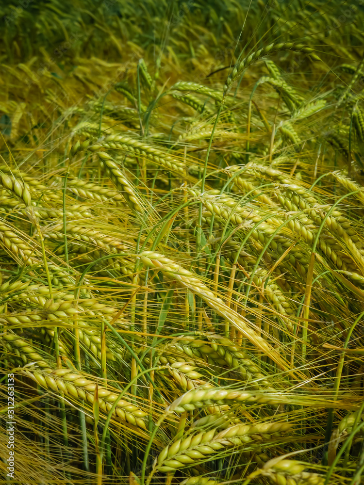 Rye Field in Summer Rye Field in Summer