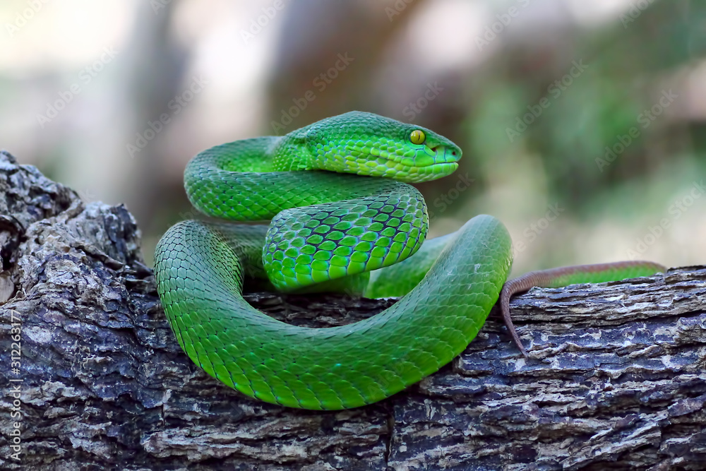 green viper snake, venomous and poisonous snake, trimeresurus ...