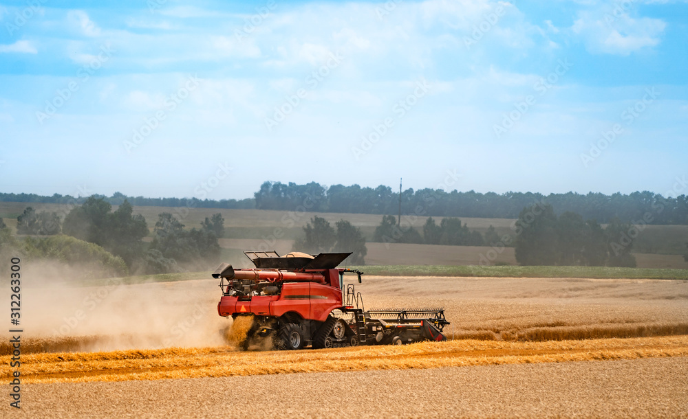 Fototapeta premium Harvester machine working in field . Combine harvester agriculture machine harvesting golden ripe wheat field. Agriculture. Side view.