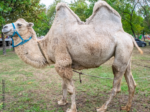 A two humped camel in the city park. Camel walking in the park