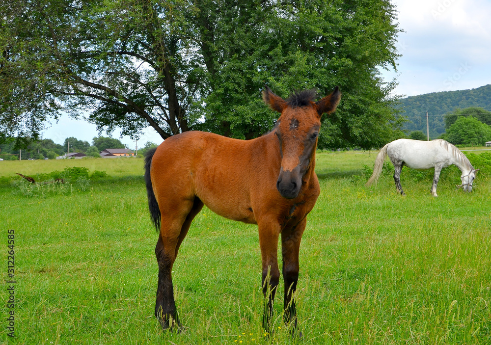 A Bay colt stands in a green glade in the countryside and waves his tail. In the distance, a white horse with gray spots stands grazing the grass. A Bay colt stands in a green glade in the countryside and waves his tail. In the distance, a white horse with gray spots stands grazing the grass.