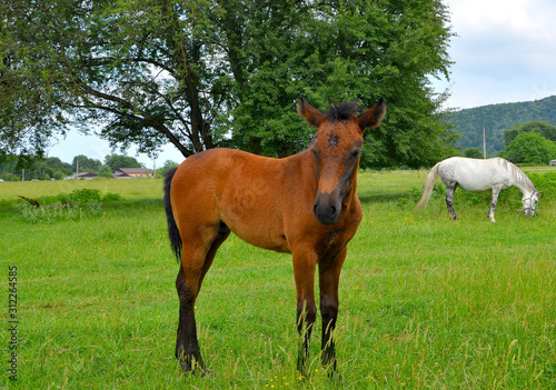 A Bay colt stands in a green glade in the countryside and waves his tail. In the distance  a white horse with gray spots stands grazing the grass.