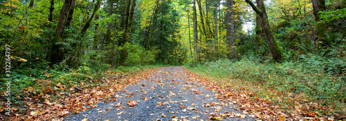 Autumn leaves cover a gravel road in a lush north-western (usa) forest.