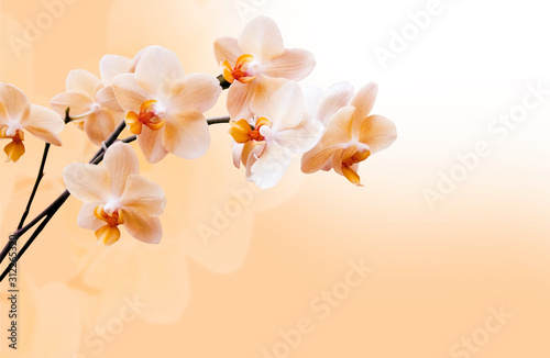 Beautiful lilac orchid flower phalaenopsis with copyspace photo