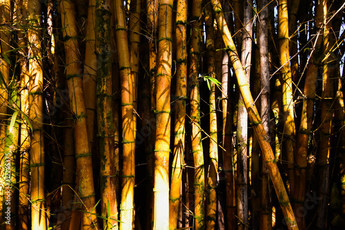 mystical shadows on bamboo in hawaii