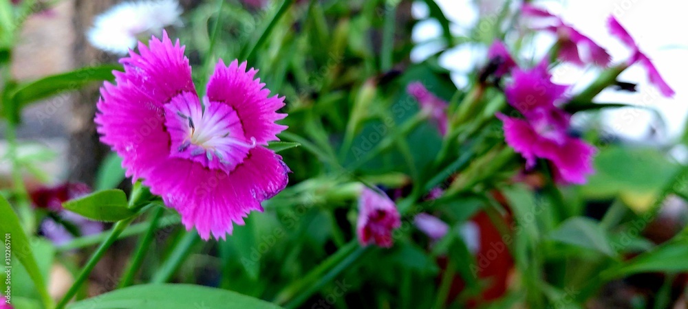 flowers in the garden flowers in the garden