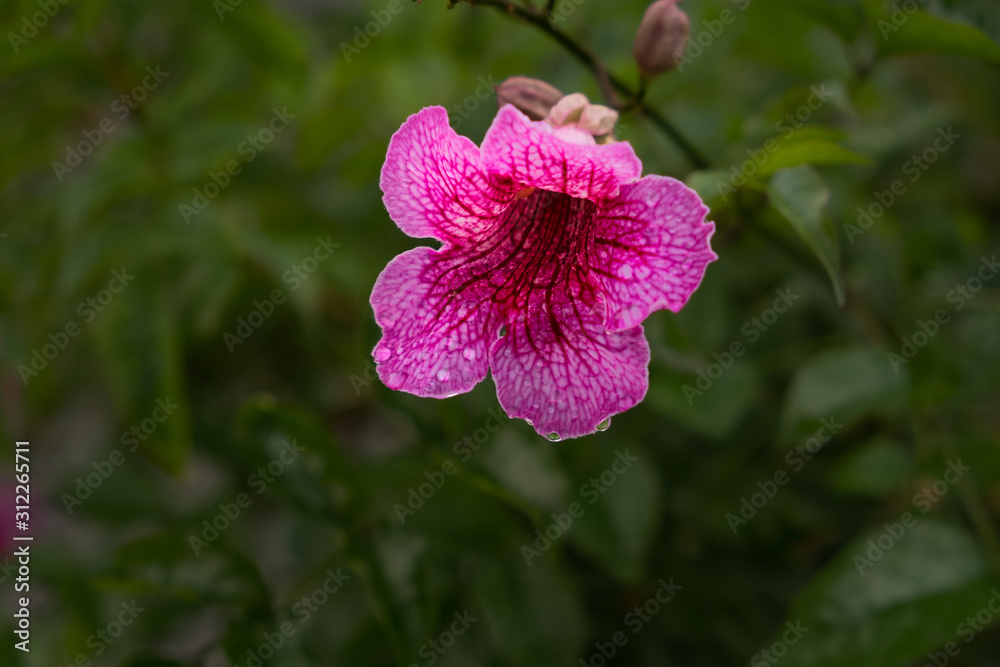 Fototapeta premium Rain Drops on Blossum