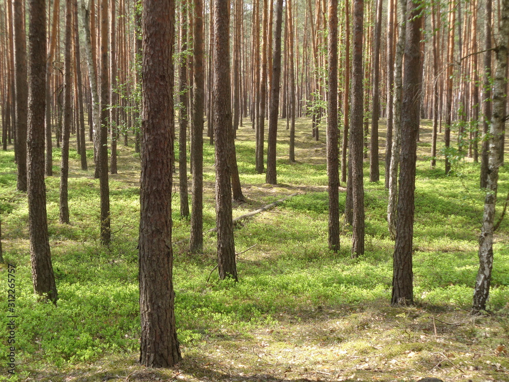 Fototapeta premium Kampinoski Park Narodowy