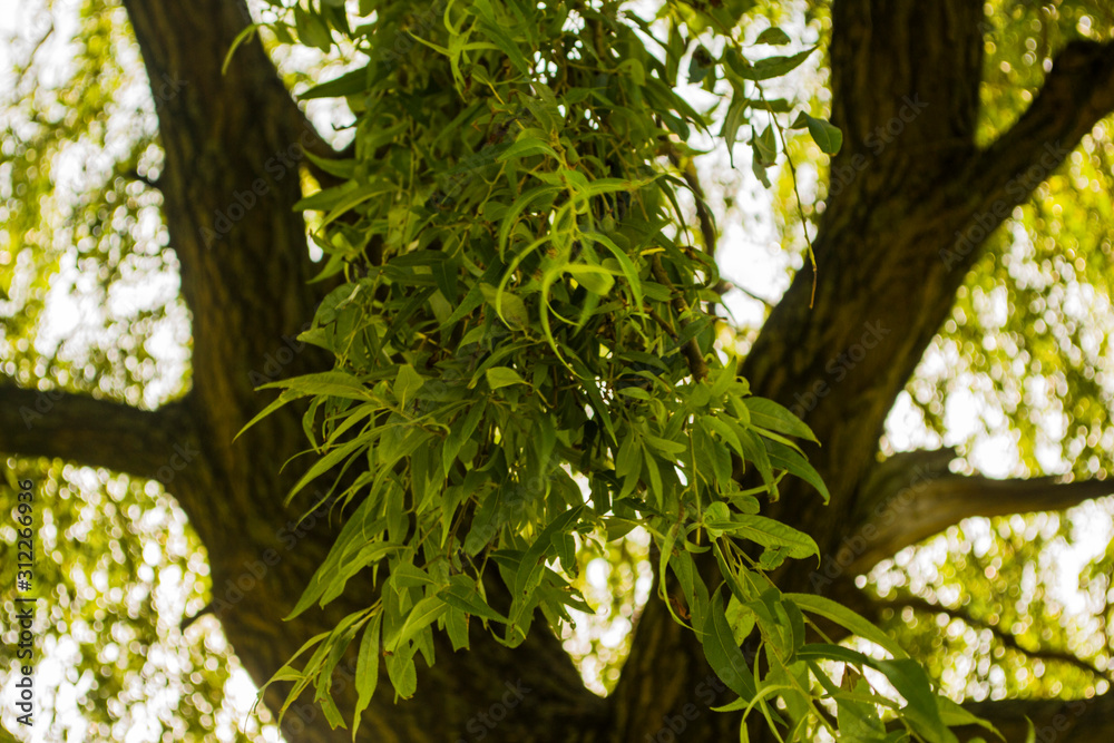 Fototapeta premium green leaves of a tree