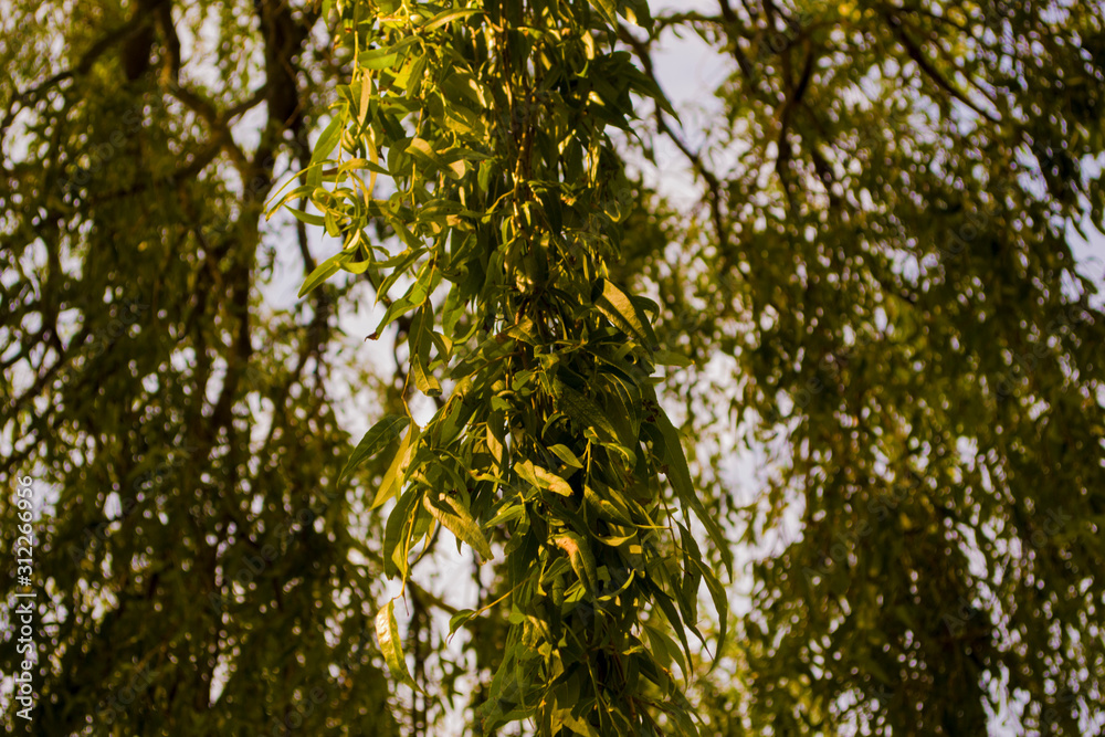 tree in summer tree in summer