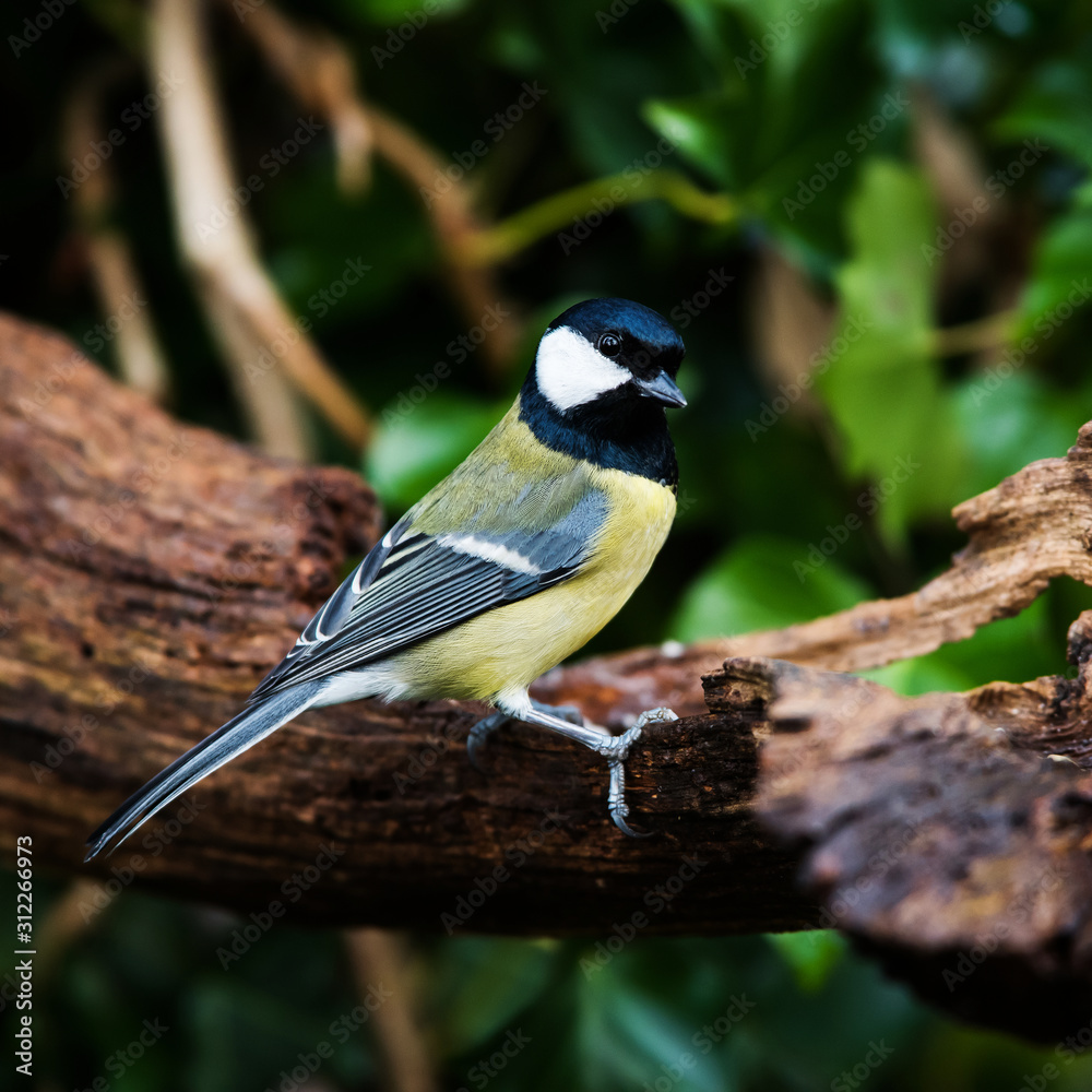 Great Tit in his environment. Her Latin name is Parus major. Great Tit in his environment. Her Latin name is Parus major.