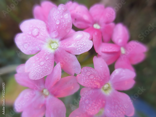 pink flowers