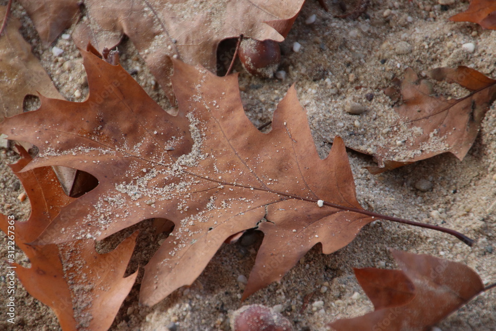 red brown leaves on the ground in the sun at forest the Veluwe in the Netherlands red brown leaves on the ground in the sun at forest the Veluwe in the Netherlands