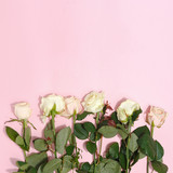 Delicate roses on a pink background. Space for copy top view. Valentine's Day.