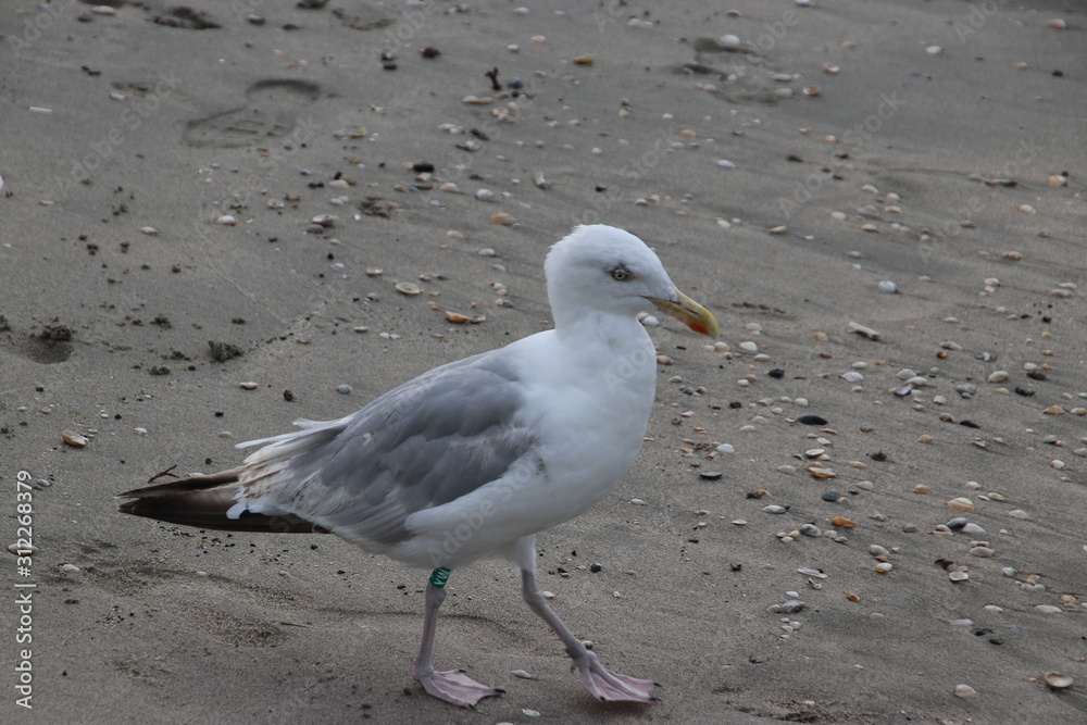 seagull on the beach along the seaside of Noordwijk in the netherlands