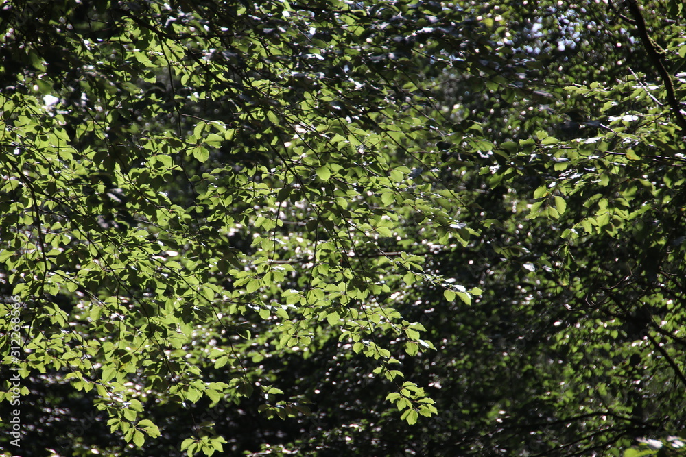 tree with green leaves and needles in the sun at the Dellen in the Veluwe in the Netherlands tree with green leaves and needles in the sun at the Dellen in the Veluwe in the Netherlands