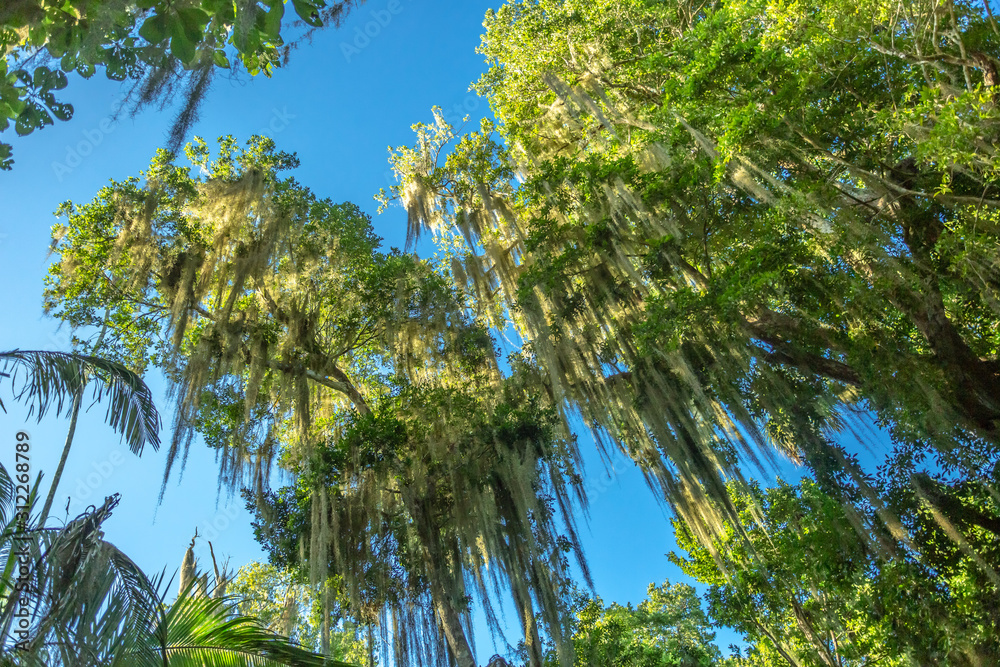 Obraz premium rainforest trees on blue sky