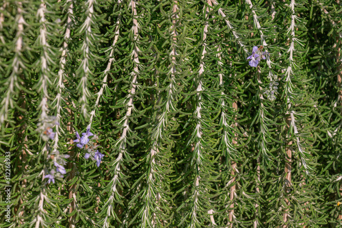 rosemary branches