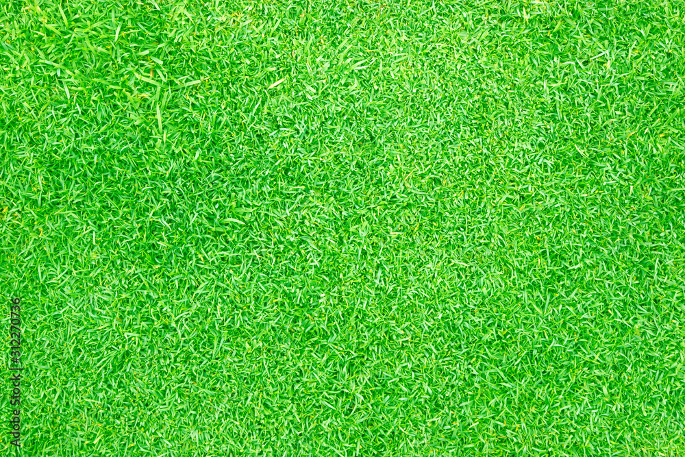 Fototapeta premium Green grass background