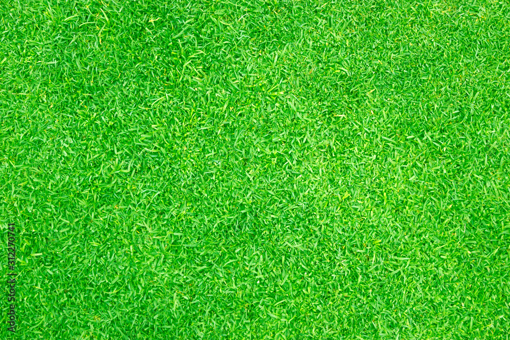 Fototapeta premium Green grass background